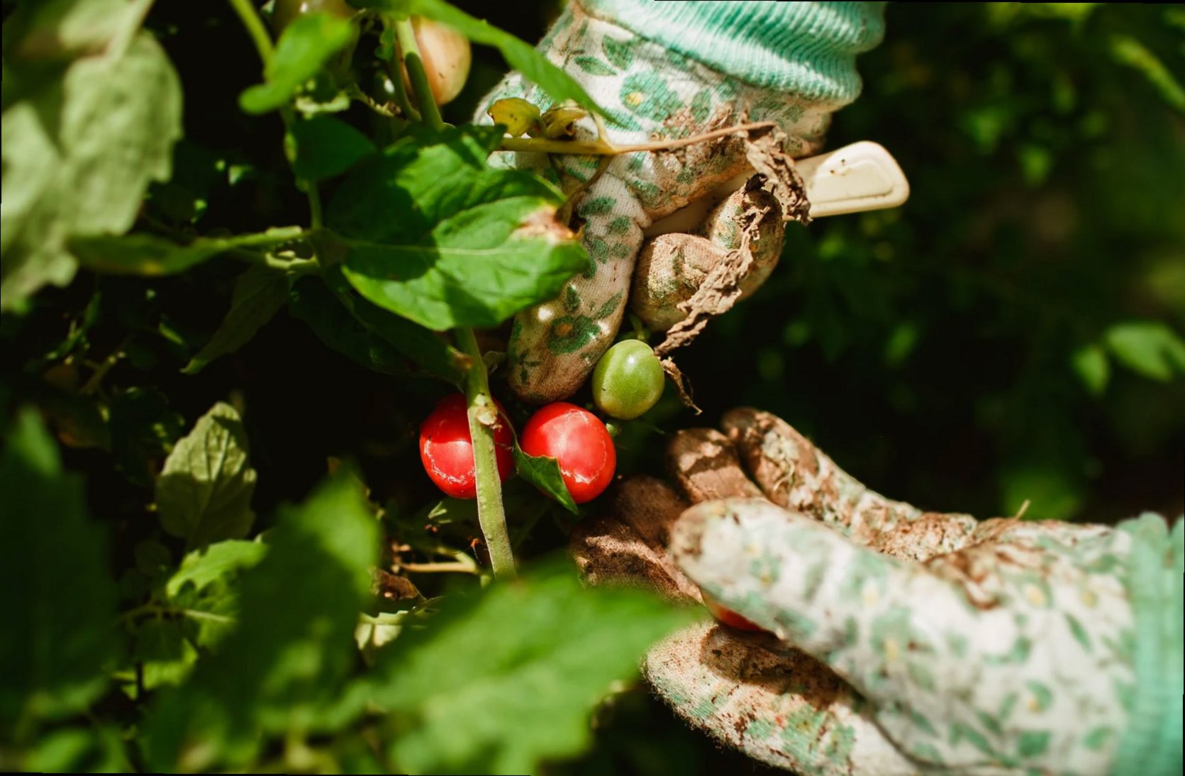 Primer plano de las manos de un jardinero cosechando tomates maduros en un jardín soleado.